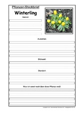 Pflanzensteckbrief-Winterling.pdf